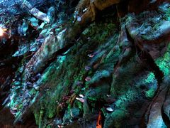 -奥兰多迪士尼动物王国乐园