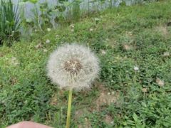 -荷花大观园