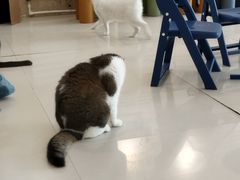 -平行世界·猫咖(首经贸店)