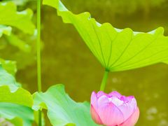 -陈家山荷花公园