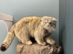 -国家自然博物馆