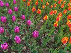 -长春公园(普阳街道)