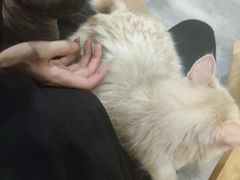-楼上猫咖(罗湖店)