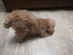 -美美酱宠物(外运路小区店)