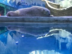 -芜湖新华联大白鲸海洋公园