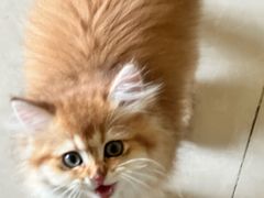 -宠颐生猫科·内科皮肤科(西平世纪城店)