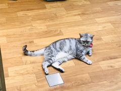-猫色咖啡·猫咖