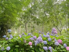 -合肥滨湖国家森林公园