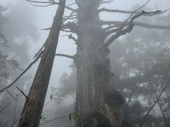 -天目山大树王景区