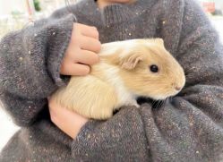 -Moni星球萌宠·小马宝莉·灵蛇·高端高阶全萌宠互动体验俱乐部(红豆国际广场店)