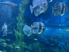 -顺德南宏海立方海洋公园