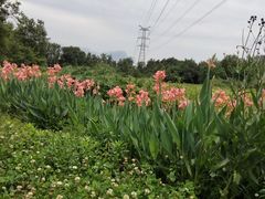 -桤木河湿地公园