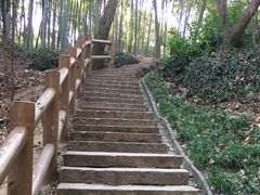 -上海佘山国家森林公园天马山园