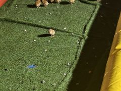 -茯茶镇