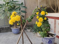 -陈岱后山窑鸡店