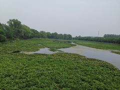 -荷塘月色湿地公园·向阳花洲