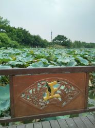 木栈道莲花池-云湖游乐园