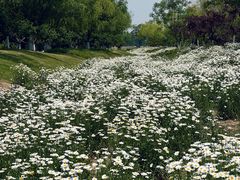 -汉长安城未央宫国家考古遗址公园