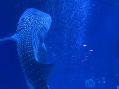 -烟台海昌鲸鲨海洋公园