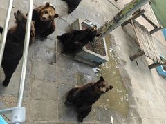 -西霞口神雕山野生动物世界