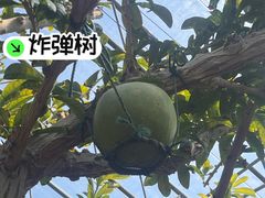 -北戴河集发农业梦想王国