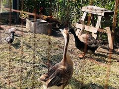 -小鱼草莓采摘园农家乐·小鱼餐厅