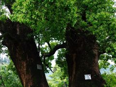 -杨家堂村