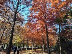 -上海海湾国家森林公园