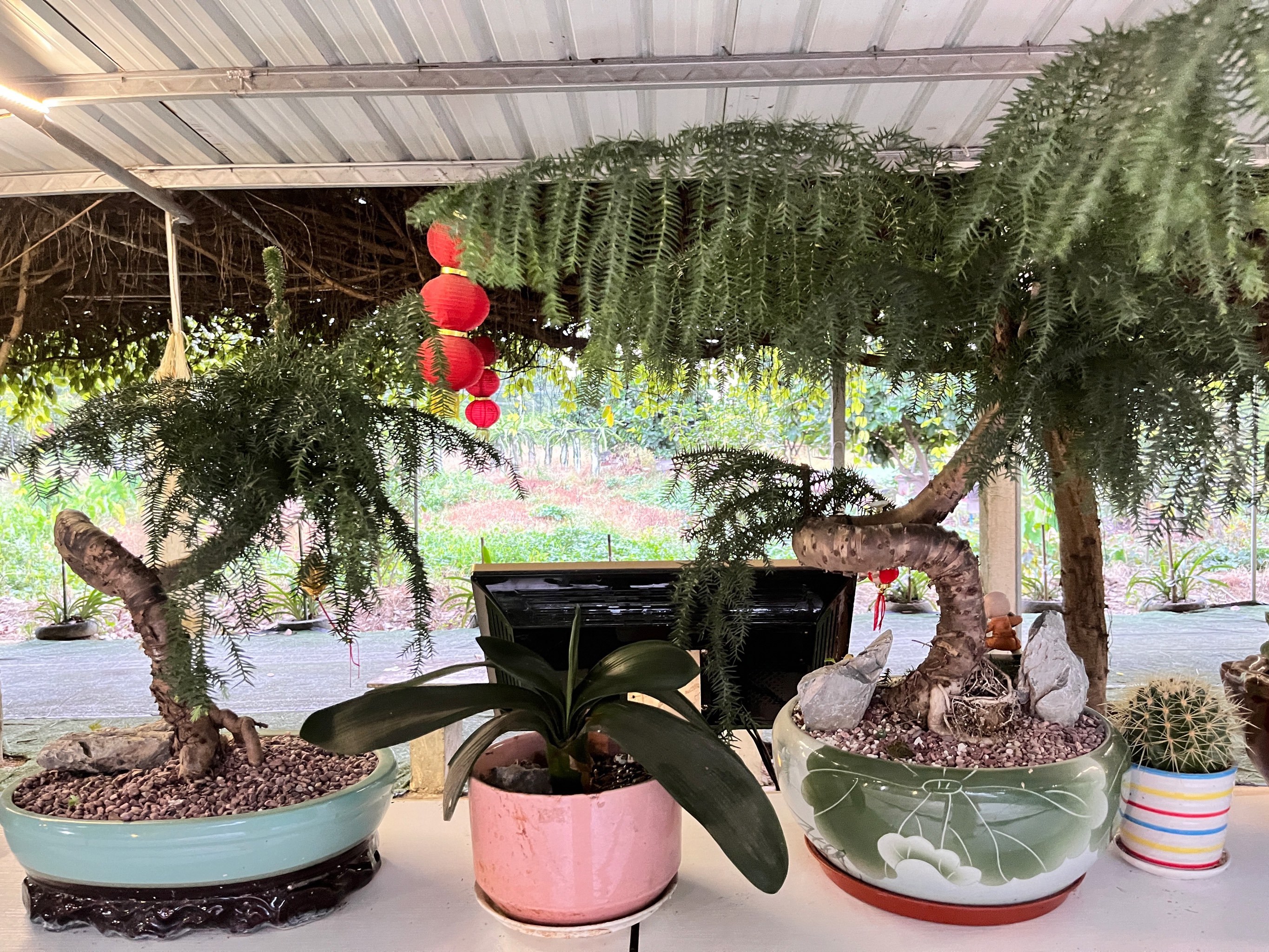 台山水步禾雀花农庄