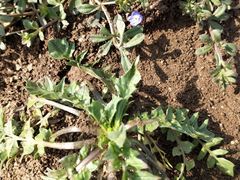 -汉长安城未央宫国家考古遗址公园