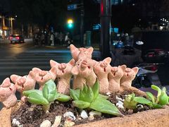 -WHEN PIGS FLY当猪飞