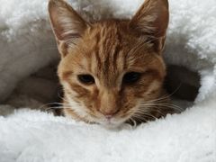 -中农国际动物医院24小时·猫科·骨科·急重症中心