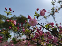 -顾村公园