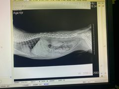 -瑞派长江宠物医院·猫科·外科·24小时夜护(谊城公寓分院)