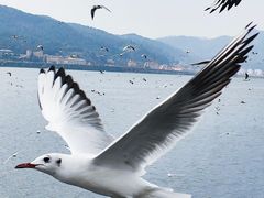 -海埂大坝