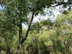 -吴淞口国际邮轮码头-停车场