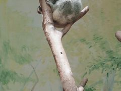 -广州长隆野生动物世界