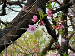 -禹州森林植物园