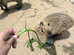 -西霞口神雕山野生动物世界