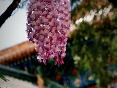 -北京国子监胡同