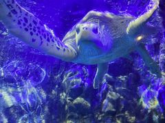 -太平洋海底世界