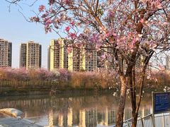 -广东花都湖国家湿地公园