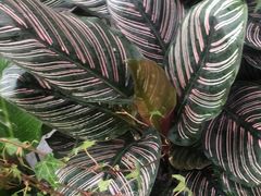 -秦美花卉(天朗·莱茵小城2期店)