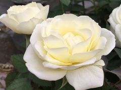 -秦美花卉(天朗·莱茵小城2期店)
