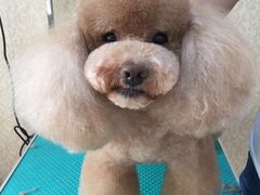 -优缇多格专业宠物美容师培训学校