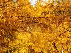 -三里屯东五街银杏大道