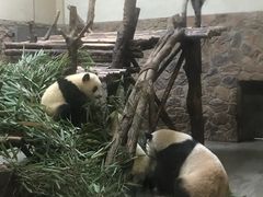 -都江堰中华大熊猫苑