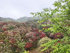 -贵州百里杜鹃风景名胜区