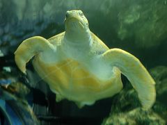 -上海海洋水族馆