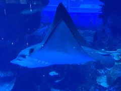 -成都浩海立方海洋公园